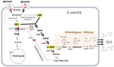 Cell Factory Design and Culture Process Optimization for Dehydroshikimate Biosynthesis in Escherichia coli